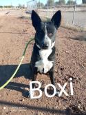 Boxi