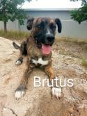 Brutus