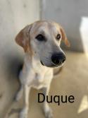 Duque