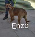 Enzo