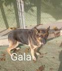 Gala