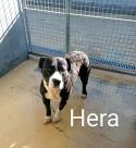 Hera