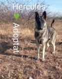 Hercules