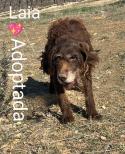 Laia