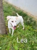 Lea