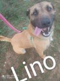 Lino