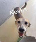 Neska