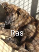Ras