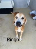 Ringo