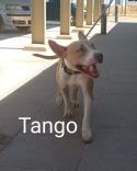 Tango