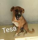 Tesa