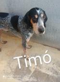 Timó
