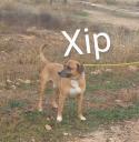 Xip