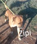 Zipi