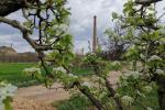 Segrià, Terra de Floració - Montoliu de Lleida